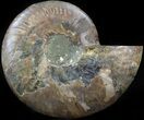 Cut Ammonite Fossil (Half) - Agatized #42526-1